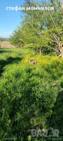 ярета, снимка 7 - Кози - 54345171