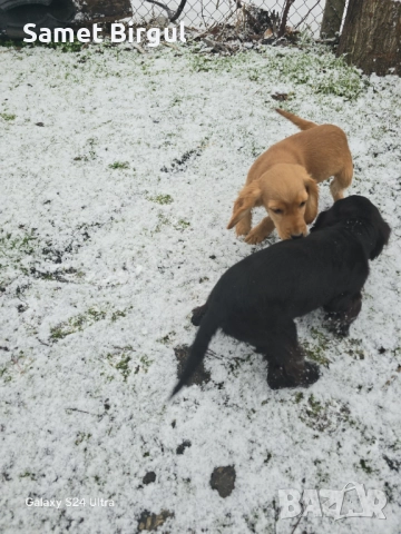 Prodavam koker na tiring meseca Jenson ima vaksa namirase v selo pet mogili oblas sumen t 0892773368, снимка 2 - Кокер шпаньол - 52920760
