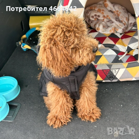 Продавам пудел Tой, снимка 3 - Пудели - 52589574
