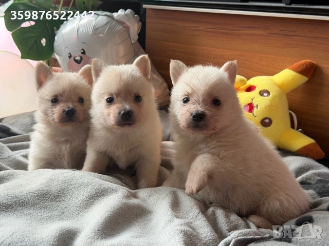 Померанчета , снимка 3 - Померан - 54131480