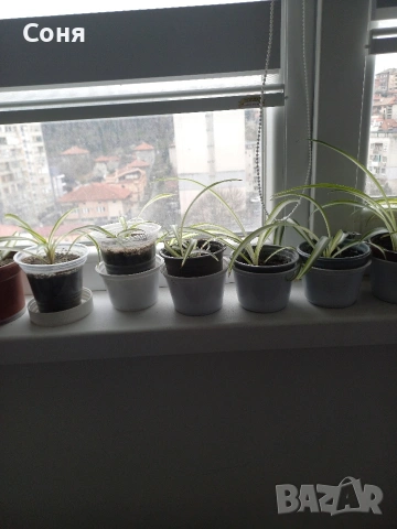 Хлорофитум, снимка 4 - Стайни растения - 53825521