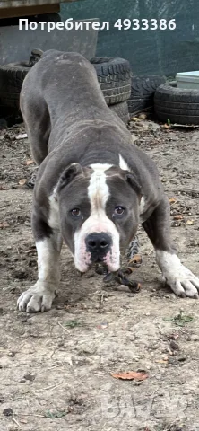 American Bully XL/Американско Були ХЛ
