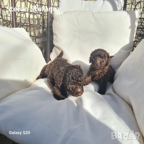 Пудели шоколад, снимка 2 - Пудели - 51364708