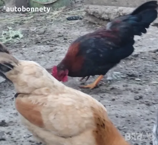 Сарама Малайзиатска мини кокошки , снимка 4 - Кокошки и пуйки - 56475315