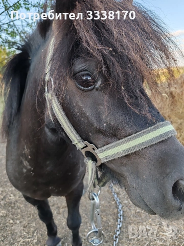 Пони, снимка 5 - Коне - 53913188