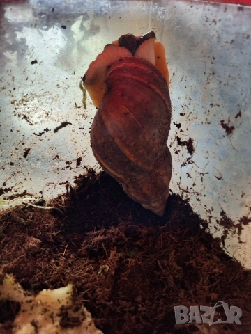 Гигантски африкански охлюви Ахатина