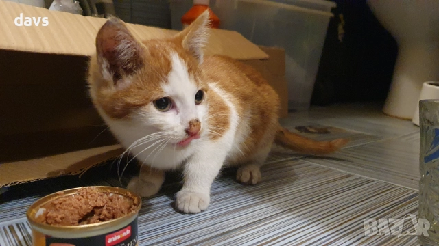 Намерено - Рижаво мъниче спешно търси дом, снимка 4 - Други - 52807638