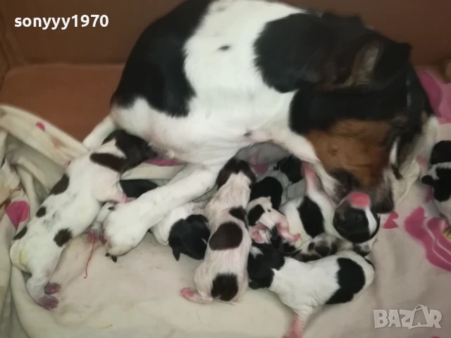 ДЖАК РЪСЕЛ-КУЧЕНЦА 250ЛВ ЗА 1БР 1508250823, снимка 5 - Джак ръсел териер - 51372207