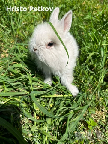 Просавам Декоративни Зайчета , снимка 9 - Други - 54243966