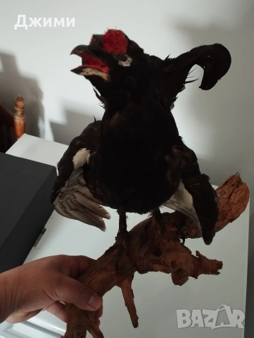 красив мъжки тетрев, снимка 2 - Антикварни и старинни предмети - 54245698