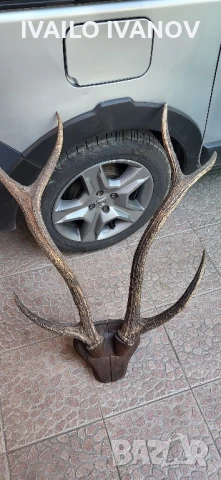 Рога големи от елен трофей  , снимка 2 - Колекции - 51047090