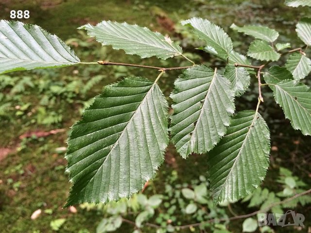 Букови листа , кори , корени