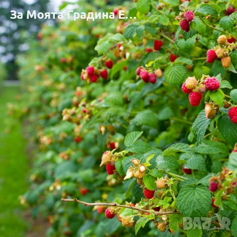 Малини 27 сорта , снимка 12 - Разсади - 54020155