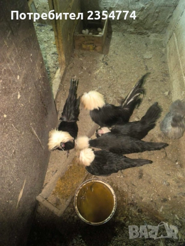 холандска качулата