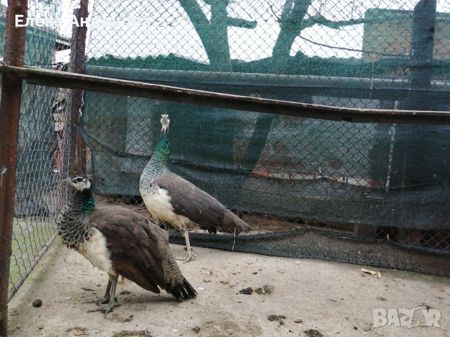 Индийски пауни 