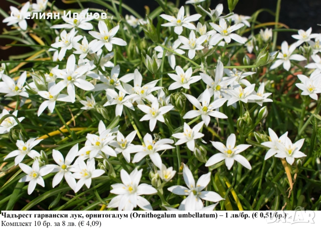 Чадърест гарвански лук, орнитогалум (Ornithogalum umbellatum) –  луковици