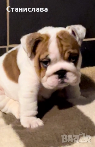 Английски булдог, снимка 2 - Английски булдог - 52345083