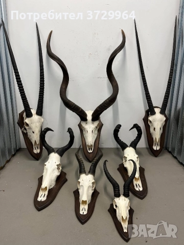 Трофеи - орикс, куди, блеснал