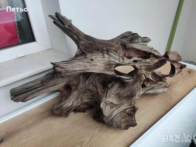 Голям мангров корен