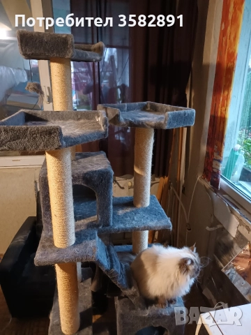 КАТЕРУШКА, снимка 10 - Персийска - 52590689