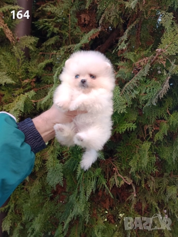 Миниатюрни. Мини Померани, снимка 2 - Померан - 52854068