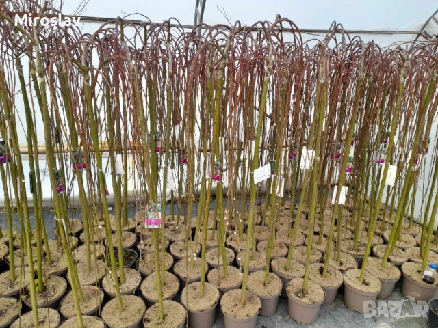 Плачеща върба, снимка 8 - Градински цветя и растения - 53878362