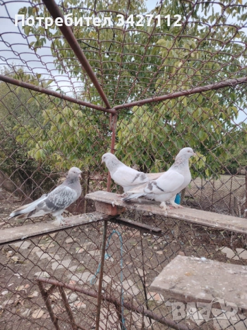 Турски гълъби за игра , снимка 6 - Гълъби - 52381017