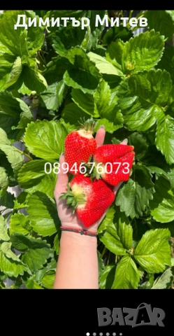 Продавам разсат ягоди , снимка 2 - Разсади - 52135042