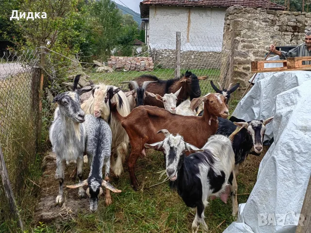 Свободни мъжки и женски, снимка 2 - Кози - 54322416