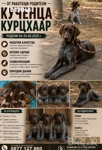 Кученца за продажба .