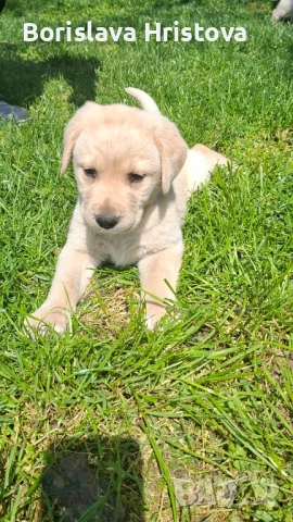 Чистокръвен Лабрадор Ретривър, снимка 8 - Лабрадор ретривър - 54161051