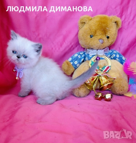 Екзотично момиче със сини очи , снимка 6 - Персийска - 52824159