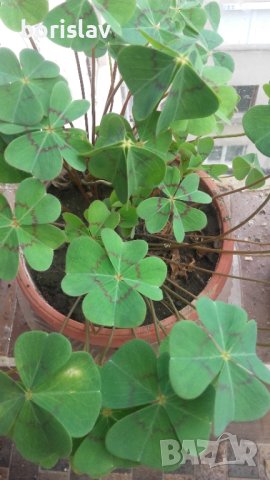 Четирилистна детелина, снимка 2 - Градински цветя и растения - 33037398
