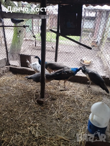 Пауни Индийски едногодишни