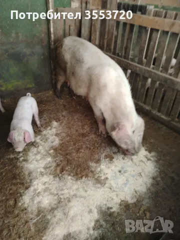 Продавам прасета, снимка 5 - Прасета - 49628751