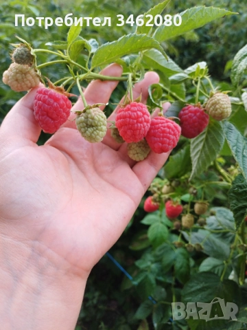 Разсад Малини, снимка 7 - Разсади - 52427655