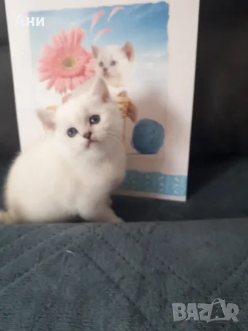 КОТЕНЦЕ КАТО  ОТ РЕКЛАМА