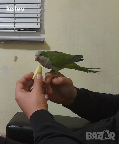 ръчно хранен папагал монах , снимка 3 - Папагали - 54083731