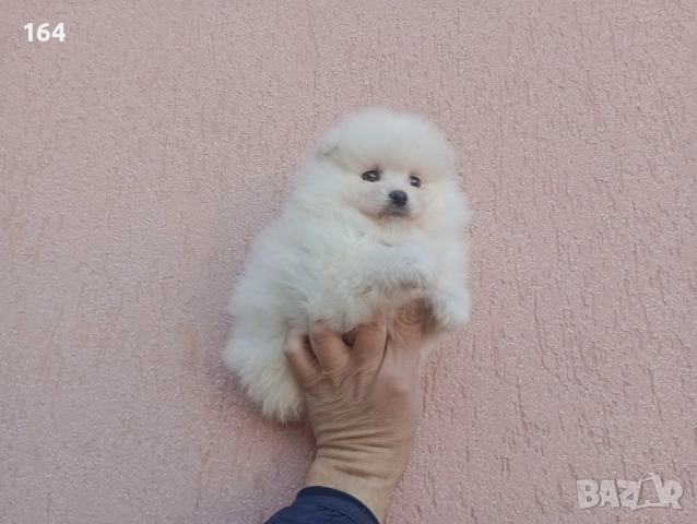 Померан. Реални снимки от 26.12.25 год. , снимка 2 - Померан - 52850850