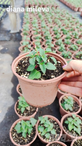 Салвия Червен Роман, Salvia Roman Red или по-известна като Градински чай!!, снимка 6 - Градински цветя и растения - 54161532