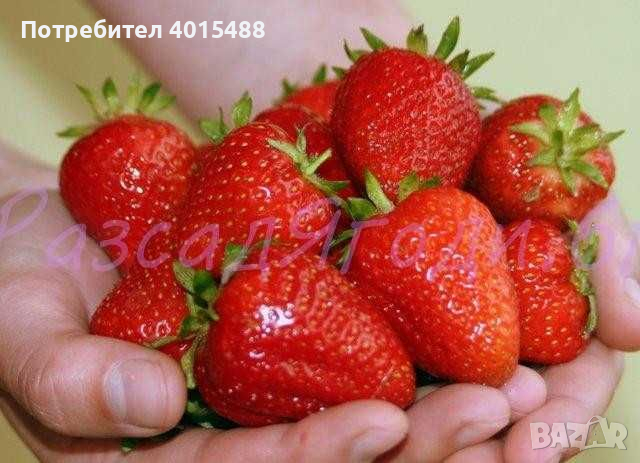 Prodavam korencheta celogodishni qgodi 2 sorta Murano i Malga , снимка 6 - Разсади - 44673196