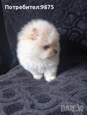 Продавам померан, снимка 3 - Померан - 54099944