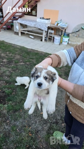 Алабай, снимка 2 - Алабай - 53130493