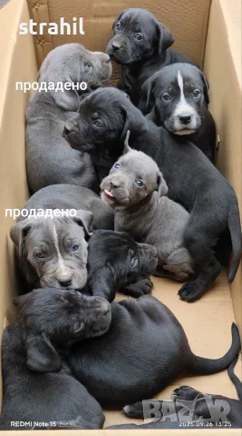 Кане корсо бебе