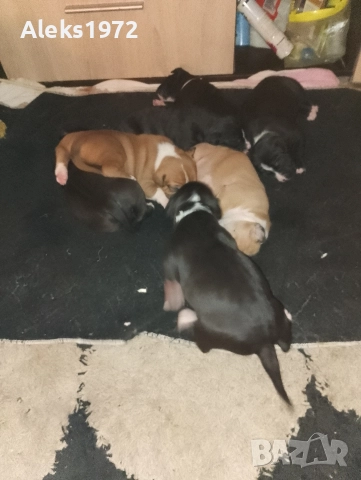 Американски Стаф Фуршиски Териер , снимка 6 - Американски стафордширски териер - 52692658