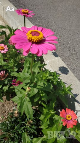 продавам семена на цветя Циния (реколта 2025 г.), снимка 11 - Градински цветя и растения - 29996550