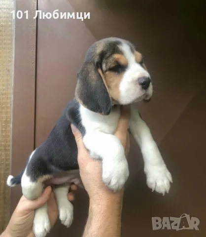 Бигъл с родословие, снимка 3 - Бигъл - 47450435