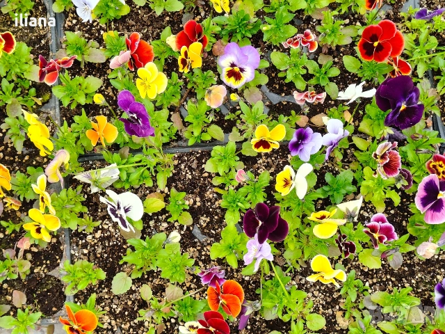 Продавам теменужки, снимка 11 - Градински цветя и растения - 54018842