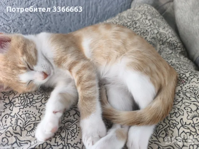 ПОДАРЯВАМ женски котенца, снимка 4 - Други - 56439705
