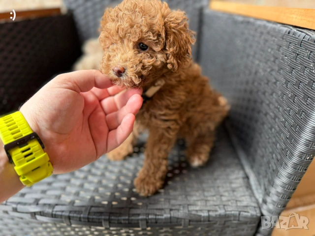 Мини Пудели  Актуално от 22.3.202